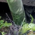 Immagine 3 azienda PERUCH Pulizia di fosse settiche in Vittorio Veneto TV