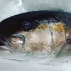 Immagine 2 azienda PESCHERIA VIRGILIO Shopping e acquisti in Milano