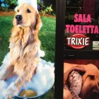 Immagine 2 azienda PET SHOP LA CASA DI JACK Servizi professionali in Salerno