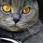 Immagine 8 azienda PET SHOP PREMIUM FOOD Industrie e agricoltura in Salerno