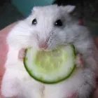 Immagine 1 azienda PET ZOO DI VITTORIO QUINTILIANO Sport e tempo libero in Messina