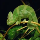 Immagine 2 azienda PET ZOO DI VITTORIO QUINTILIANO Sport e tempo libero in Messina