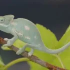 Immagine 4 azienda PET ZOO DI VITTORIO QUINTILIANO Sport e tempo libero in Messina