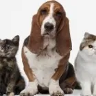 Immagine 5 azienda PET ZOO DI VITTORIO QUINTILIANO Sport e tempo libero in Messina