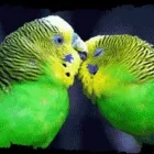 Immagine 6 azienda PET ZOO DI VITTORIO QUINTILIANO Sport e tempo libero in Messina