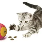 Immagine 10 azienda PET ZOO DI VITTORIO QUINTILIANO Sport e tempo libero in Messina