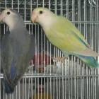 Immagine 12 azienda PET ZOO DI VITTORIO QUINTILIANO Sport e tempo libero in Messina