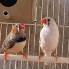 Immagine 14 azienda PET ZOO DI VITTORIO QUINTILIANO Sport e tempo libero in Messina