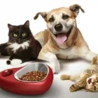 Immagine 15 azienda PET ZOO DI VITTORIO QUINTILIANO Sport e tempo libero in Messina