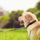 Immagine 1 azienda PETHEORY Shopping e acquisti in Montemurlo