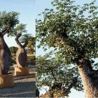 Immagine 1 azienda PIANTE FARO Vivaio in Giarre CT