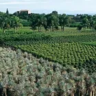 Immagine 2 azienda PIANTE FARO Vivaio in Giarre CT