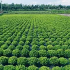 Immagine 4 azienda PIANTE FARO Vivaio in Giarre CT