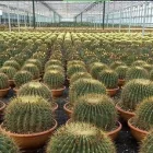 Immagine 6 azienda PIANTE FARO Vivaio in Giarre CT