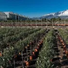 Immagine 7 azienda PIANTE FARO Vivaio in Giarre CT