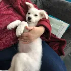 Immagine 1 azienda POLIVET - POLICLINICO VETERINARIO Salute in Roma