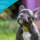 Immagine 2 azienda POLIVET - POLICLINICO VETERINARIO Salute in Roma