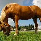 Immagine 5 azienda PONY CLUB LE BETTOLE Industrie e agricoltura in Varese