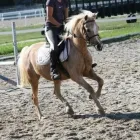 Immagine 6 azienda PONY CLUB LE BETTOLE Industrie e agricoltura in Varese