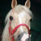 Immagine 7 azienda PONY CLUB LE BETTOLE Industrie e agricoltura in Varese