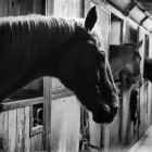 Immagine 8 azienda PONY CLUB LE BETTOLE Industrie e agricoltura in Varese