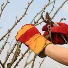 Immagine 2 azienda PRATI VERDI DI ANGELO CITTADINI Vivaio in Nettuno RM