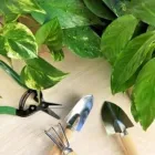 Immagine 3 azienda PRATI VERDI DI ANGELO CITTADINI Vivaio in Nettuno RM