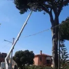 Immagine 4 azienda PRATI VERDI DI ANGELO CITTADINI Vivaio in Nettuno RM