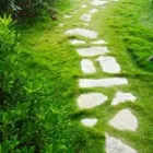 Immagine 5 azienda PRATI VERDI DI ANGELO CITTADINI Vivaio in Nettuno RM