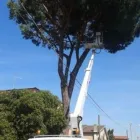 Immagine 6 azienda PRATI VERDI DI ANGELO CITTADINI Vivaio in Nettuno RM