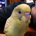 Immagine 1 azienda QUI LA ZAMPA Toelettatura di animali domestici in Catania