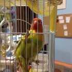 Immagine 7 azienda QUI LA ZAMPA Toelettatura di animali domestici in Catania