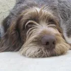 Immagine 2 azienda RAUZI LUCA - SCUOLA ADDESTRAMENTO CANI Industrie e agricoltura in Bolzano