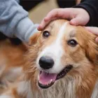 Immagine 5 azienda RAUZI LUCA - SCUOLA ADDESTRAMENTO CANI Industrie e agricoltura in Bolzano