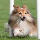 Immagine 6 azienda RAUZI LUCA - SCUOLA ADDESTRAMENTO CANI Industrie e agricoltura in Bolzano