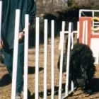Immagine 8 azienda RAUZI LUCA - SCUOLA ADDESTRAMENTO CANI Industrie e agricoltura in Bolzano