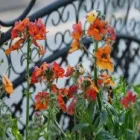 Immagine 1 azienda REIDER CENTRO PIANTE Vivaio in Bolzano