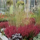 Immagine 3 azienda REIDER CENTRO PIANTE Vivaio in Bolzano