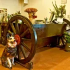 Immagine 5 azienda RISTORANTE BASTIAN CONTRARIO Ristorante in Rimini