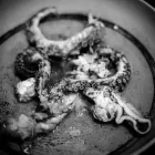 Immagine 5 azienda RISTORANTE GAMBERO ROZZO Ristorante italiano in Cattolica RN