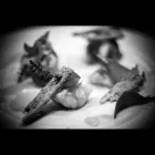 Immagine 8 azienda RISTORANTE GAMBERO ROZZO Ristorante italiano in Cattolica RN