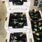 Immagine 1 azienda ROSA ANGELO E DENARO VINCENZO Shopping e acquisti in Ispica