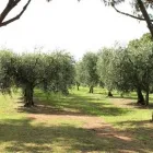 Immagine 1 azienda ROSAGIULIA AZIENDA AGRICOLA E MACELLERIA AZIENDALE Servizi agricoli in Latina