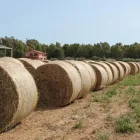 Immagine 2 azienda ROSAGIULIA AZIENDA AGRICOLA E MACELLERIA AZIENDALE Servizi agricoli in Latina