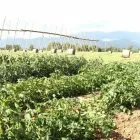 Immagine 8 azienda ROSAGIULIA AZIENDA AGRICOLA E MACELLERIA AZIENDALE Servizi agricoli in Latina