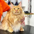 Immagine 1 azienda ROYAL PETS TOELETTA Shopping e acquisti in Ardea RM