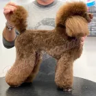 Immagine 4 azienda ROYAL PETS TOELETTA Shopping e acquisti in Ardea RM