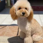 Immagine 7 azienda ROYAL PETS TOELETTA Shopping e acquisti in Ardea RM