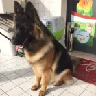 Immagine 8 azienda ROYAL PETS TOELETTA Shopping e acquisti in Ardea RM