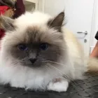 Immagine 9 azienda ROYAL PETS TOELETTA Shopping e acquisti in Ardea RM